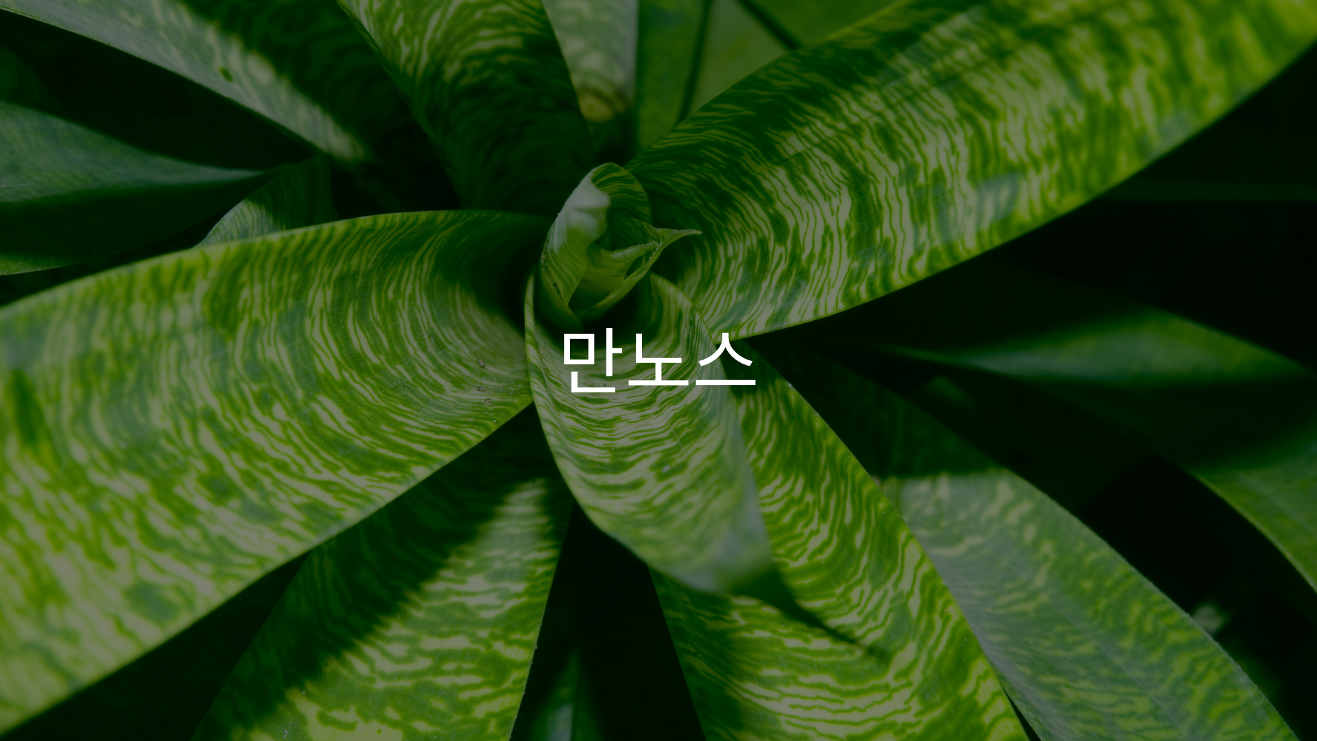 teloyouth 텔로유스