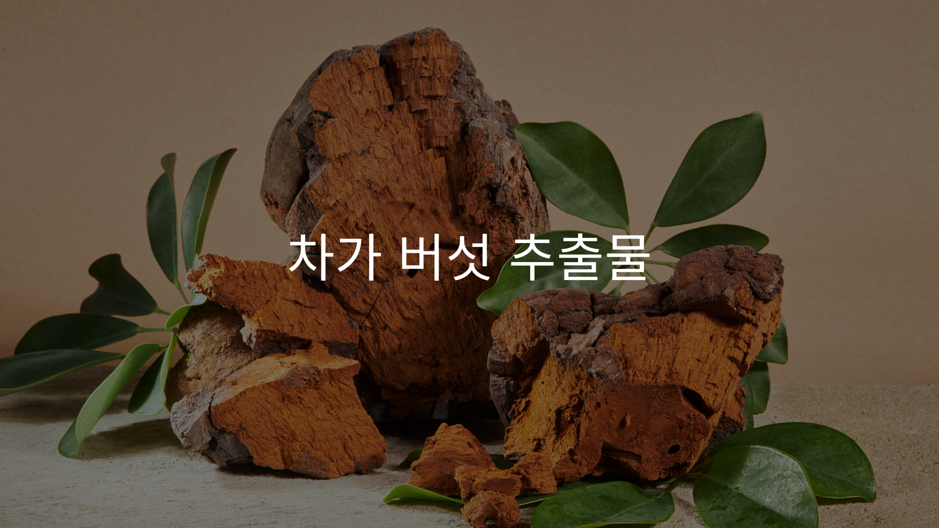 teloyouth 텔로유스