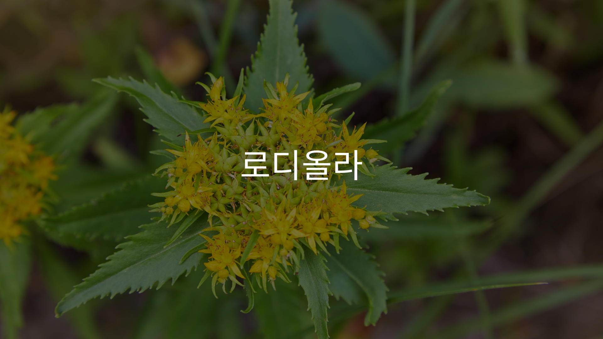 teloyouth 텔로유스