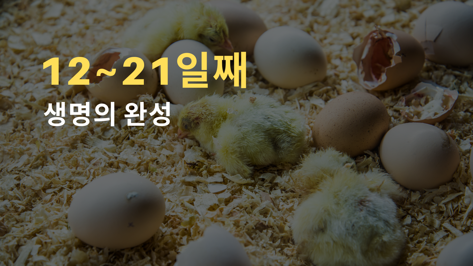 텔로유스