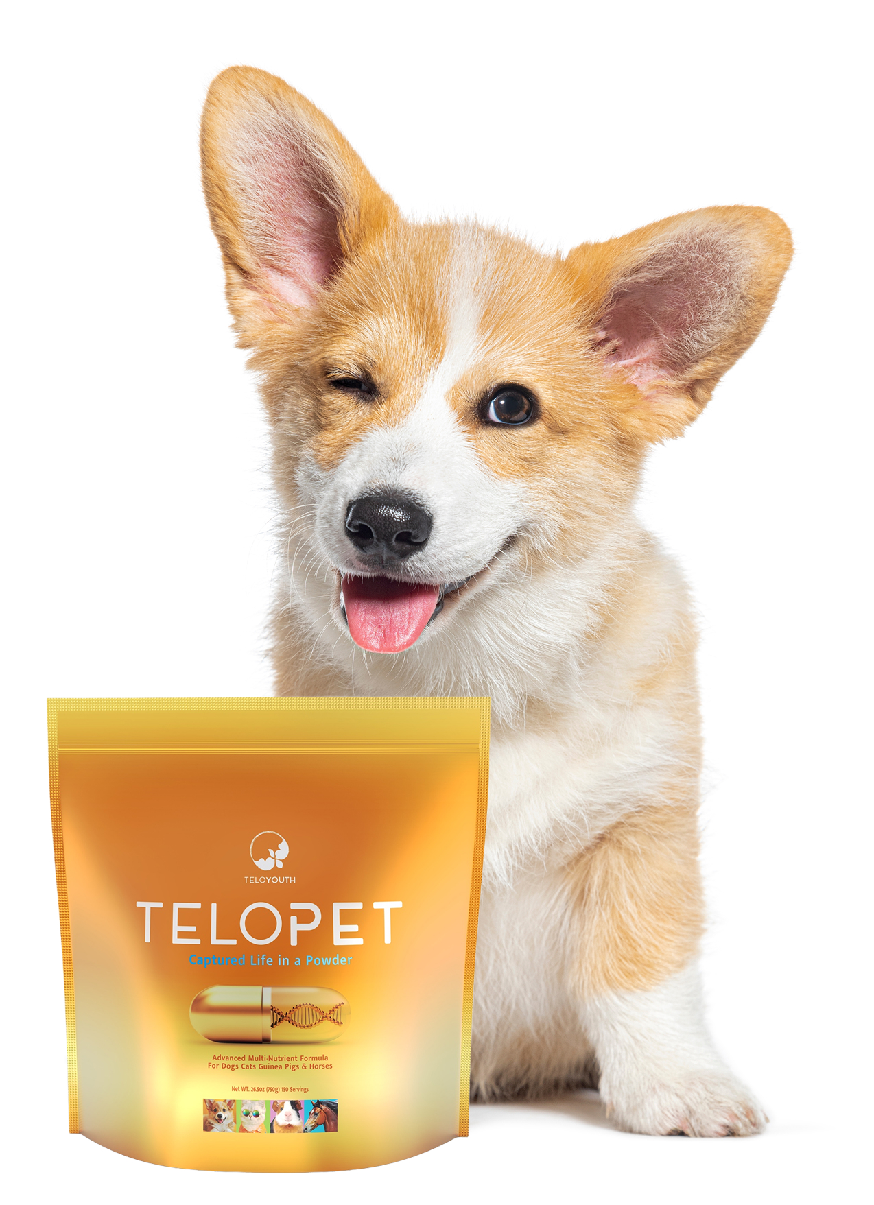 TeloYouth supplement